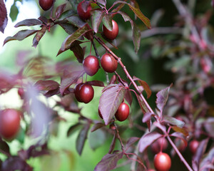 Cherry plums, Prunus cerasifera, growing on a tree