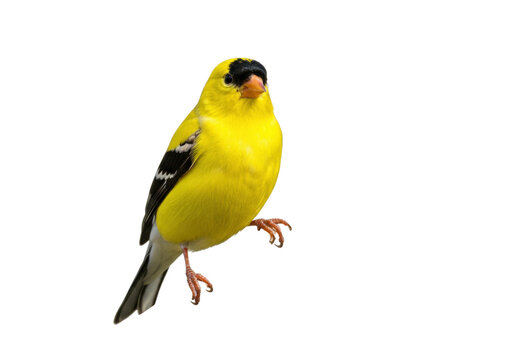 Isolated American Goldfinch perched, bright yellow male songbird in plumage, wild, North America