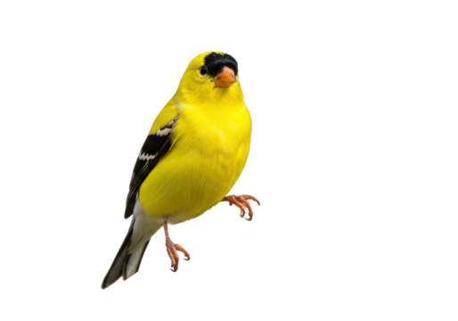 Isolated American Goldfinch perched, bright yellow male songbird in plumage, wild, North America