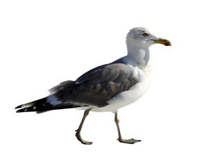 Obraz premium California Gull isolated full-body on white