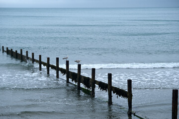 Seagulls perched on weathered posts along the serene coastline at dusk near the calm ocean waves