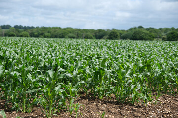 Green corn field thriving under cloudy sky in rural farmland during summer season