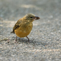 Female Chestnut and Black Weaver searching for food on pavement