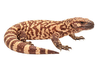 Isolated Gila Monster, a large venomous lizard native to southwestern United States and Mexico