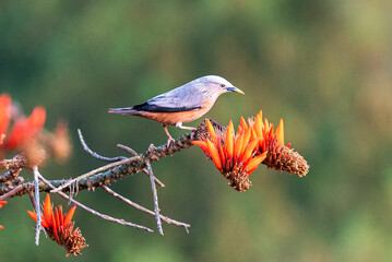 Small Chestnut-tailed Starling Bird Perched On Bright Orange Heliconia Flower In A Lush Nature Scene