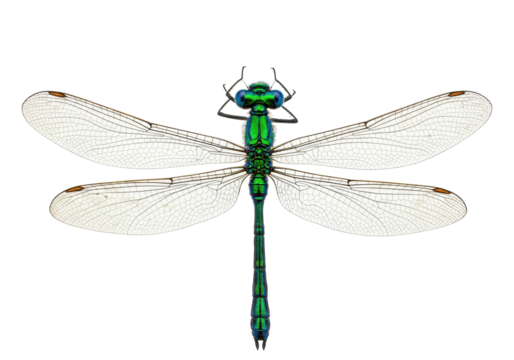 Isolated metallic green dragonfly showcasing intricate wings and blue eyes in a macro perspective