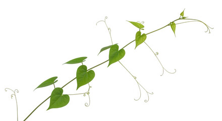 Green vine isolated on transparent background