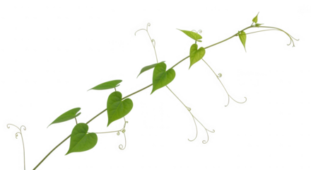 Green vine isolated on transparent background