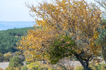 A tree with yellowing leaves and a dense mistletoe cluster stands above a forested valley and...