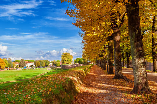 Autumn and foliage in Lucca. City walls park with linden yellow leaves