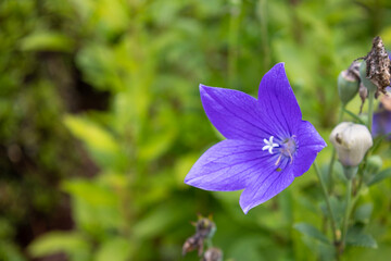 青紫の桔梗の花