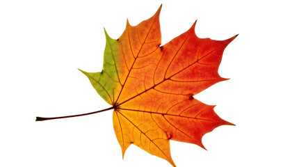 Fototapeta premium Vibrant maple leaf in autumn colors, showcasing the beauty of fall foliage with its intricate veins and rich texture, perfect for seasonal designs