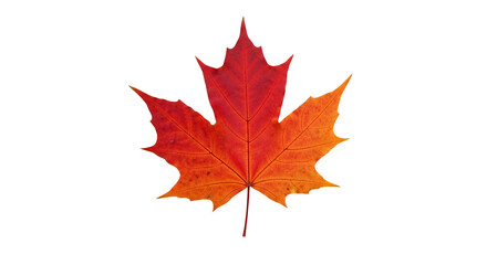 Fototapeta premium Vibrant maple leaf with stunning autumn colors creates a warm seasonal feeling, ideal for Thanksgiving and fall projects, available for licensing now