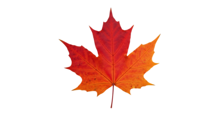 Vibrant maple leaf with stunning autumn colors creates a warm seasonal feeling, ideal for Thanksgiving and fall projects, available for licensing now