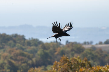 A black raven bird soars mid-flight over a forested landscape, its wings fully extended against a sunlit backdrop of hills and trees.