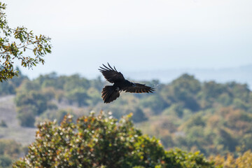 A black raven bird soars mid-flight over a forested landscape, its wings fully extended against a sunlit backdrop of hills and trees.