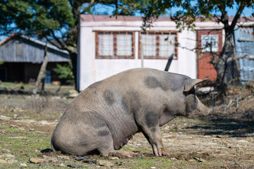 Large Pig Sits Upright