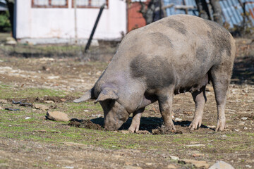 A large pig  on a patch of dirt in a rustic farmyard, framed by two weathered buildings and scattered autumn greenery.