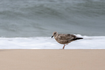 A juvenile herring gull Larus argentatus stands alone on the beach, balancing on one leg near the foamy shoreline. The calm sea forms a soft backdrop.