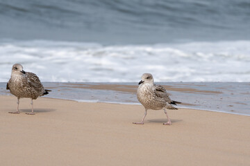 Two juvenile herring gulls Larus argentatus stroll along the sandy shore as waves break in the background. A natural seaside moment full of quiet motion.