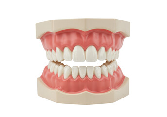 Dental model with teeth isolated on white, educational tool for dentists and dental students