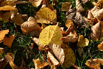 Detailed abstract background texture of yellow and brown autumn leaves scattered over a green grass lawn. Perfect for designs focused on nature, parks, and sustainable living.