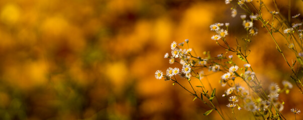 Common Chamomile, against a reddish-orange autumn background. Small white flowering nodules with yellow heads, on long, thin stems in autumn. Wildflowers in bright sunlight. Panorama