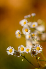 A vertical photograph of wildflowers. Chamomile in autumn bloom. Small white flowers, used in herbal medicine, adorn long, thin stems against a background of orange autumn leaves.