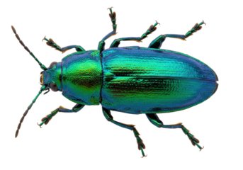 Iridescent green beetle isolated on transparent background, vibrant insect with metallic sheen for nature and science projects