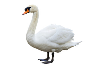 Elegant mute swan PNG isolated on transparent background, graceful waterfowl with white plumage and orange beak for design projects