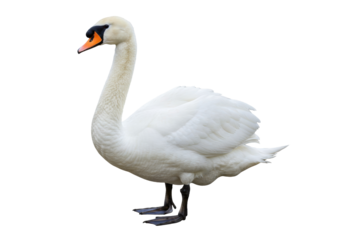 Elegant mute swan PNG isolated on transparent background, graceful waterfowl with white plumage and orange beak for design projects