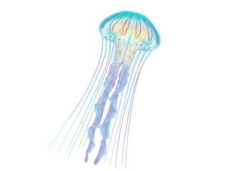 Elegant jellyfish PNG isolated on transparent background, colorful sea creature with long tentacles for marine life designs