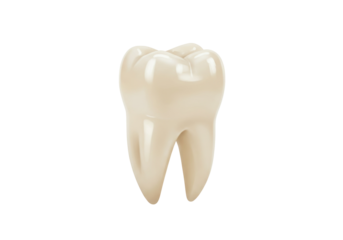 Realistic molar tooth isolated on transparent background PNG, dental care and oral hygiene concept for medical and educational use