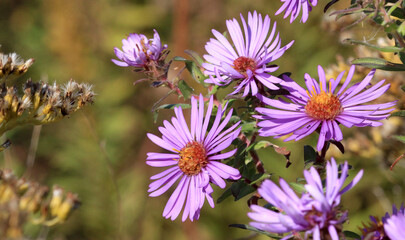 Late summer Asters flower in early in morning early fall