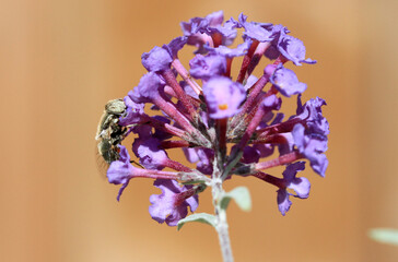 spotted eye hoverfly on butterfly bush flower