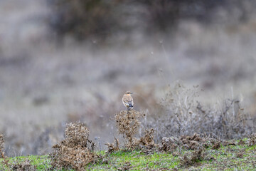 A small northern wheater bird with brown and white plumage perches delicately on a green stem 