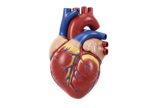 Anatomical heart model isolated on a clean background, detailed medical teaching aid for educational purposes in PNG format