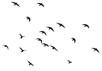 Obraz premium Flock of birds flying in the air isolated background