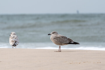 Two juvenile European herring gulls Larus argentatus rest on the sandy shore by the sea. Gentle waves create a peaceful coastal backdrop.