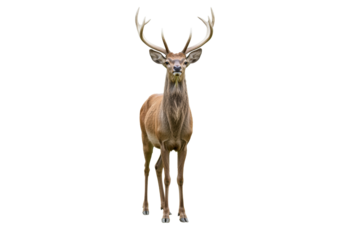 Majestic red deer stag with large antlers isolated PNG, standing tall and proud on transparent background