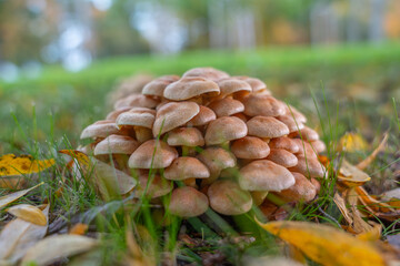 Mushroom mound. A large mound of Hypholoma fasciculare mushrooms forms a layered cluster on the forest floor. The earthy tones contrast with green grass and yellow leaves.