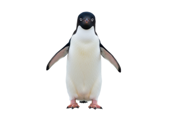 Adelie penguin standing isolated PNG on transparent background, Antarctic bird with black head and white belly for design use