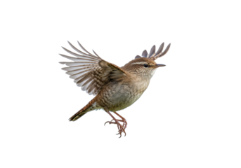 Eurasian wren in flight PNG isolated on transparent background, small brown bird with wings spread for nature designs