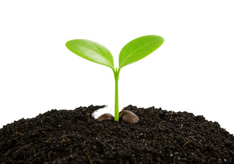 Young plant growing in soil isolated on transparent background new life concept PNG seedling in dirt