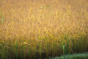Golden yellow rice ears of rice growing in autumn paddy field, agriculture concept, lombardy,Pavia ,Italy