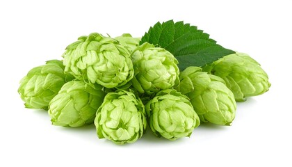 Fototapeta premium Fresh green hops closeup