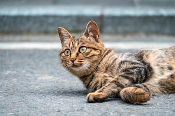 A cute tabby cat lying on the ground