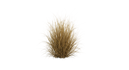 Tall ornamental grass clump with feathery plumes and dry straw-like stems, isolated on a white or transparent background, cutout, PNG