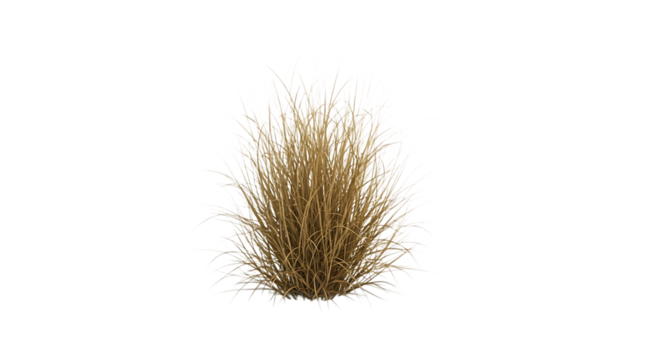 Tall ornamental grass clump with feathery plumes and dry straw-like stems, isolated on a white or transparent background, cutout, PNG