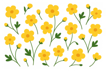 Yellow buttercup flowers vector illustration with green stems and leaves, floral pattern on transparent background